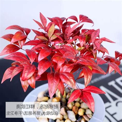 南天竹 盆栽